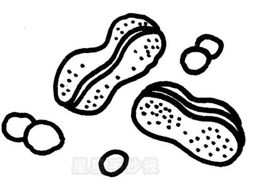 花生简笔画简单画法