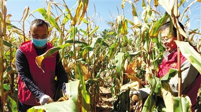 关于秋收掰玉米劳动的手抄报 爱劳动的手抄报