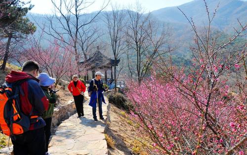 连云港:花果山梅园花开迎客来