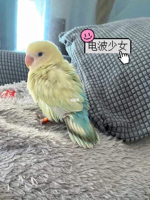 金顶白面澳桂小肥派:我们脸白着呢!_公仔_鹦鹉_牡丹