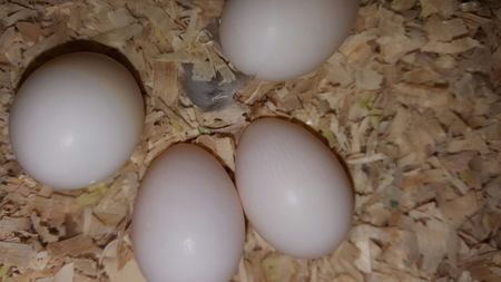 大家看看这玄凤鹦鹉蛋有没有受精