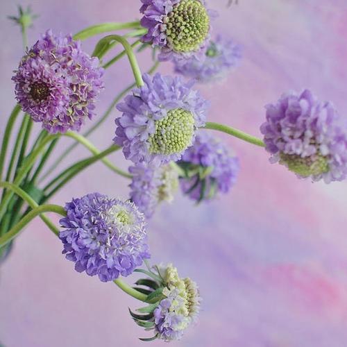 云南鲜花 花农直发鲜花 松虫草 家庭水养观赏型云南鲜花生日礼物