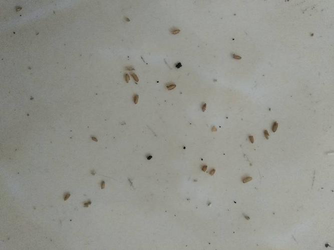 有人知道这是什么虫子吗不会是蟑螂的卵吧.