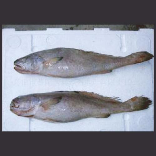 温州特色鱼饼 感受新鲜每一天