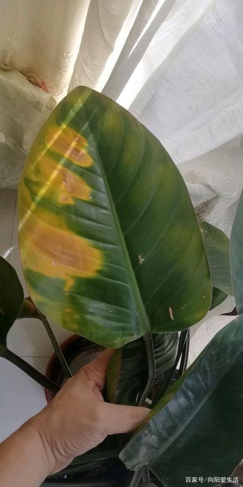 金钻出现黄斑,叶子发黄,"乱养"导致的,教你几招完美