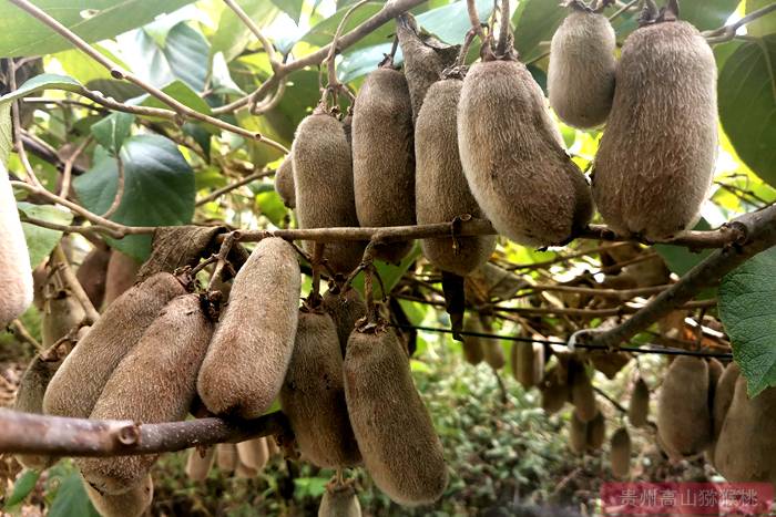 四亩华特猕猴桃获得上万斤产量