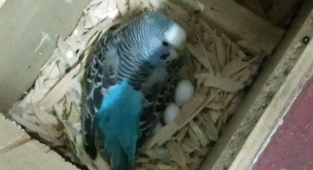 虎皮鹦鹉繁殖期间公鸟暴毙,饲养者需要采取哪些措施保全母鸟?