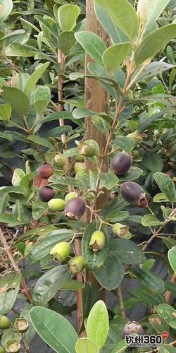 出售稔子树桃金娘品种