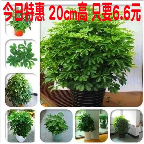 鸭掌u木盆栽花苗鸭脚木七叶莲盆栽花卉鹅掌柴八方来财