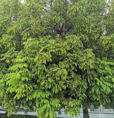 大量供应生鲜仁面果,需要联系