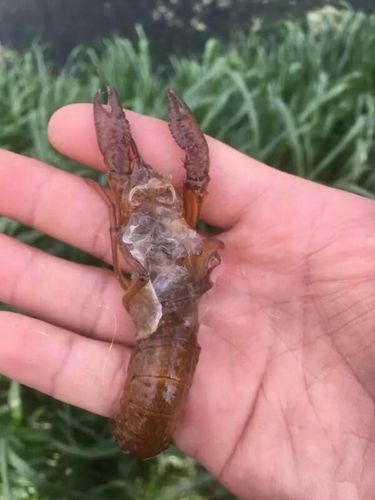 小龙虾脱壳补钙机制