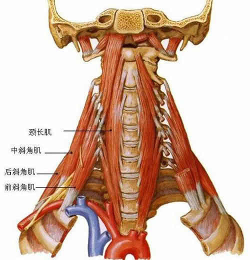 前斜角肌起自c2(或c3)~c6横突的前后结节,止于第1肋的前斜角肌止点