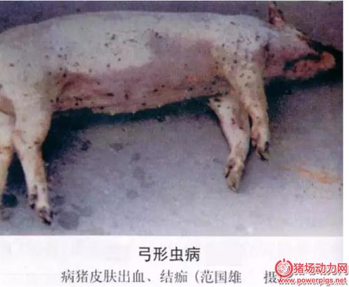 12张图识别猪弓形体病,很详细!_猪病大全