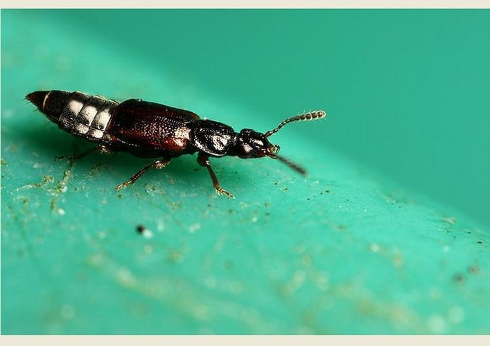 隐翅虫(rove beetle),又被称为"影子虫",因翅膀不可见而得名,属昆虫钢