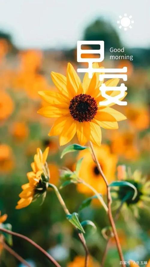 本文转载自【微信公众号:早安晨语,id:zacy365】经微信公众号授权转载