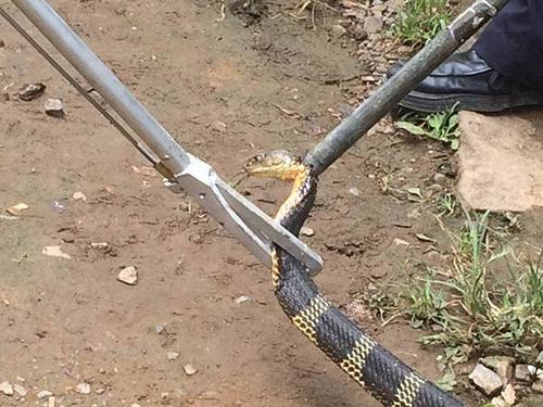 云南建水一眼镜王蛇为捕食菜花蛇闯入民宅被警方移交野保办