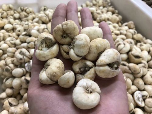 中药材批发浙贝母 无硫特级浙贝 另有平贝 川贝