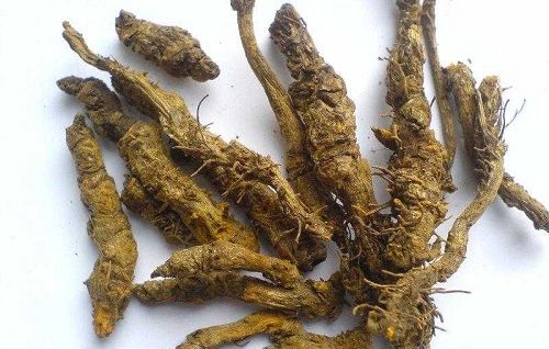 黄连的作用与功效