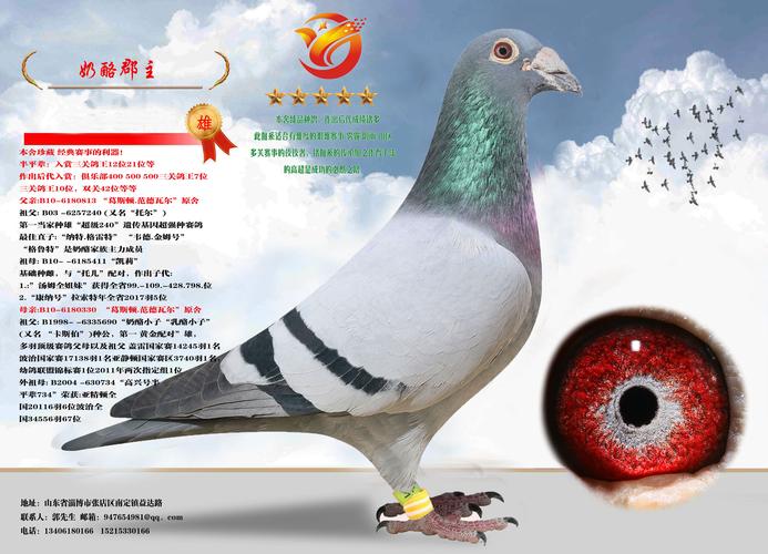 奶酪郡主_盛世飞翔_ ag188.com爱鸽商城_中信网