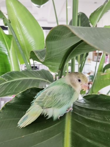 绿闪派牡丹鹦鹉_鹦鹉_牡丹_宠物_宠物其他
