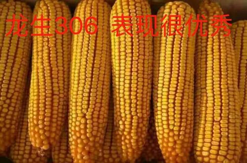 热烈祝贺金色田园种子有限公司玉米品种龙生306,zh968,华玉68三个品种
