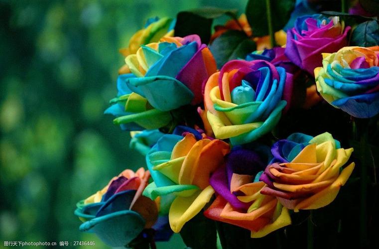 七彩花图片