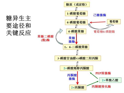 糖异生及糖原合成.ppt