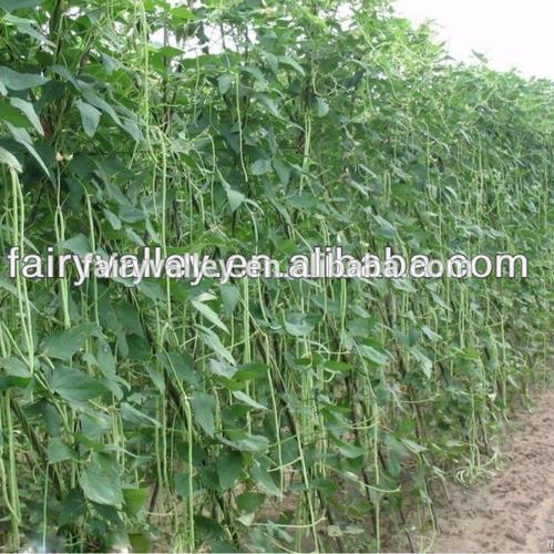 long beans growing