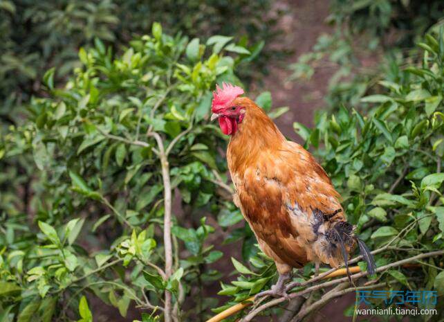 属鸡的今年多大2020年属鸡的几岁了