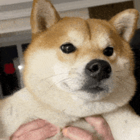 狗子表情 | 柴犬表情包(十三)