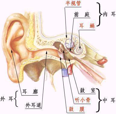 "打草惊蛇",但蛇真的有耳朵吗?它们一般如何感知危险?