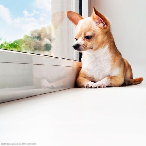关键词:趴在窗前的小狗图片素材 小狗 狗狗 宠物狗 可爱小狗 动物世界