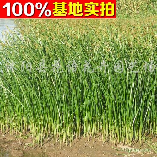 供应矮蒲苇,矮蒲苇苗,矮蒲苇小苗,矮蒲苇工程苗