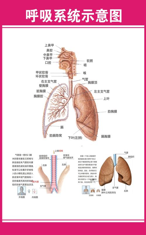 薄膜海报印制展板喷绘写真医院内科结构图呼吸系统塑料薄膜