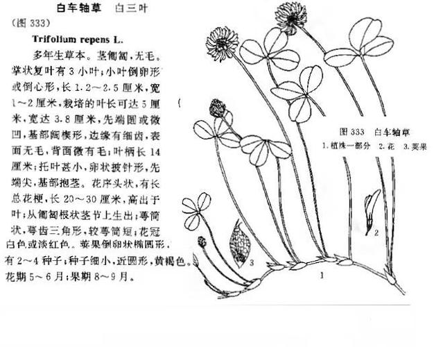 白车轴草与红车轴草