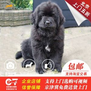 纯种黑色纽芬兰犬活体大型纽芬兰幼犬纯种高加索幼犬阿拉斯加幼犬