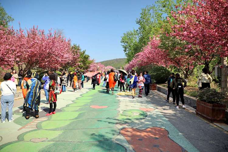 2019旅顺203樱花园