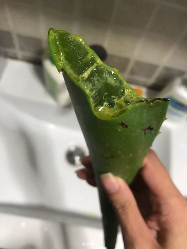 家有鲜肉 想用芦荟做面膜