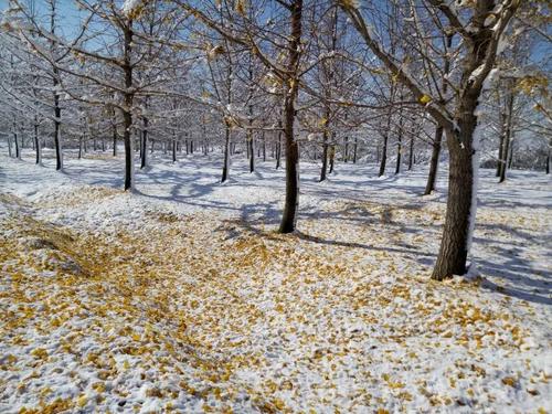 春天,夏天,秋天,冬天,银杏树叶分别是什么颜色的?