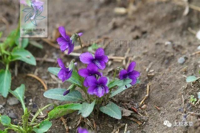 紫花地丁,见过吗?清热解毒,凉血消肿.用于疔疮肿毒,毒蛇咬伤