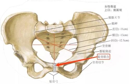 不发则已,一发疼到怀疑人生——产后耻骨联合分离