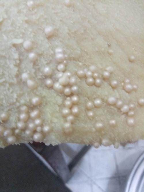 煮好的牛肚外皮发现有珍珠状颗粒,求解答什么原因?