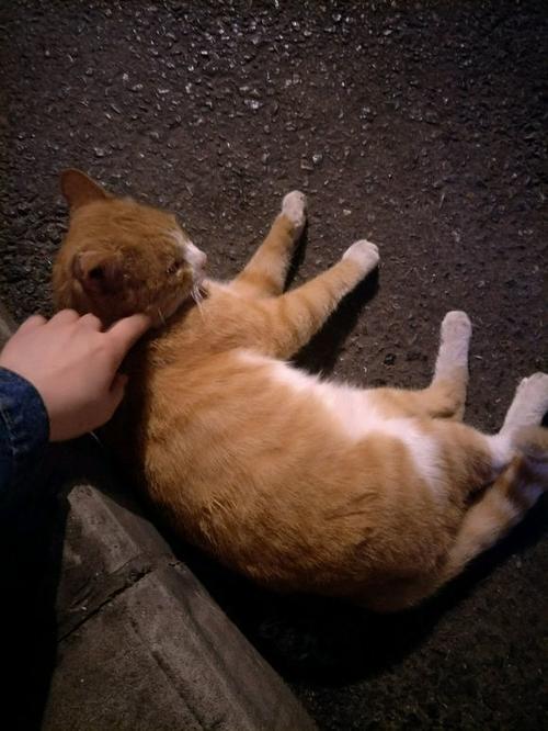 女孩:流浪猫和我回家吧!喵:老子这长相,养躺在路边有吃有喝