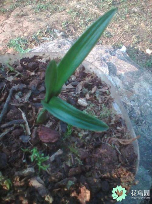 下山春剑赌草-【花鸟园】