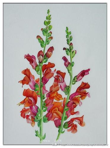 金鱼草花    