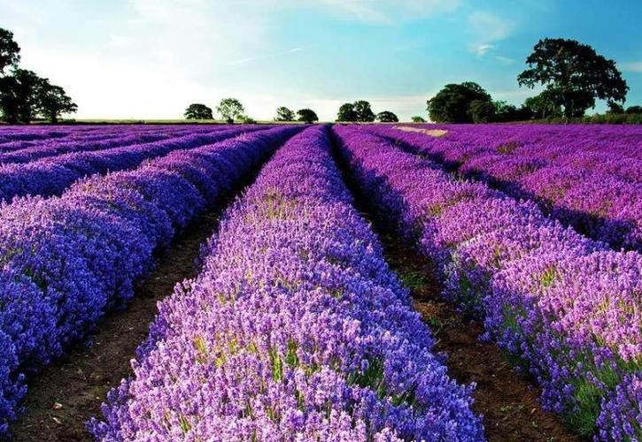 薰衣草的花语是什么薰衣草适合送什么人