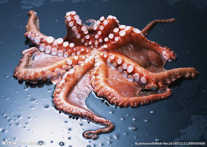 鱿鱼海鲜高清摄影