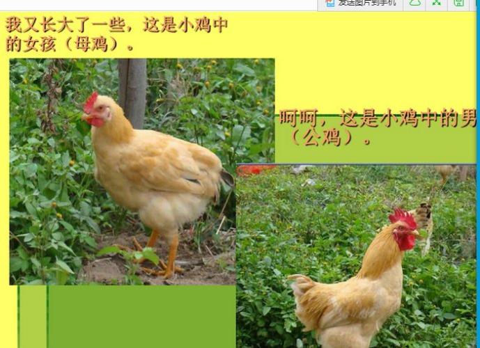 运动会集体项目 食物的旅行 鸡宝宝成长记