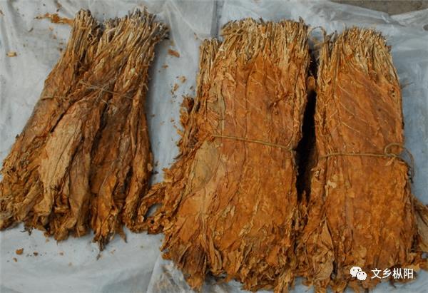 义津往事(15)|父亲的黄烟