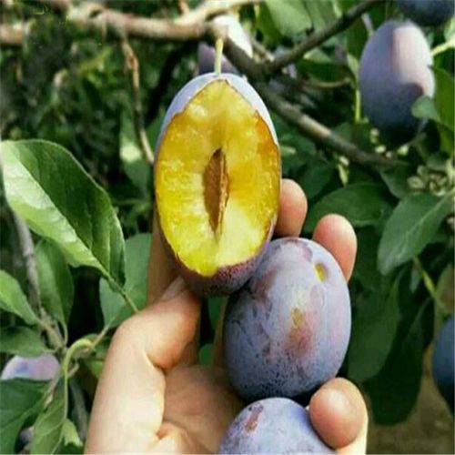 西梅蓝蜜李子苗今年价格是多少